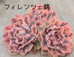 フィレンツェ錦　多肉植物  韓国苗　A176