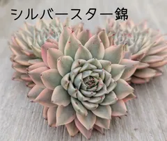 シルバースター錦　多肉植物  韓国苗　A177