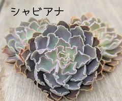 シャビアナ　多肉植物  韓国苗　A178