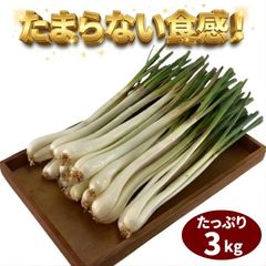 やま 皮剥き済み島らっきょう 3キロ やま様専用 皮剥き済み島らっきょう 3キロ - メルカリ