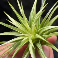 2026年最新】イオナンタ アルボの人気アイテム - メルカリ