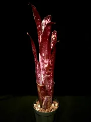 2026年最新】タンクブロメリア ビルベルギアの人気アイテム - メルカリ