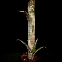 Billbergia 'Kolan Marble Shark'｜特選子株・強マーブル個体 - メルカリ
