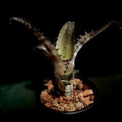 Billbergia 'Kolan Marble Shark'｜特選子株・強マーブル個体 - メルカリ