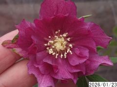 mirakohujinさん専用 】クリスマスローズ 2株 - メルカリ