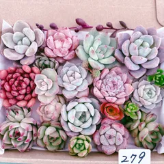 279 多肉植物寄せ植えセット