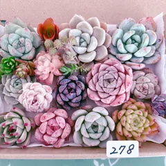 278 多肉植物寄せ植えセット