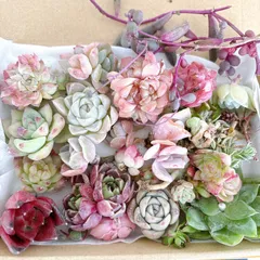 訳あり 多肉植物