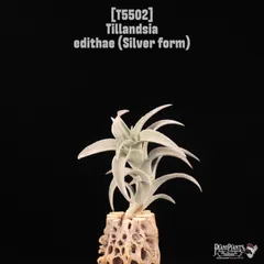 2026年最新】エディシアエの人気アイテム - メルカリ