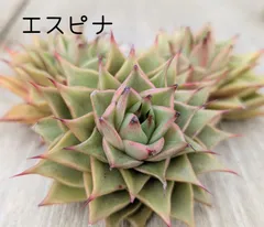 エスピナ　多肉植物  韓国苗　A181
