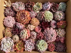 AH14 限定セット 多肉植物セット  約35株 ・大苗・可愛いエケベリア中心 寄せ植えやギフトにおすすめ