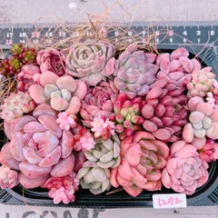 多肉植物 寄せ植えset♡1272