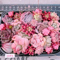 多肉植物 寄せ植えset♡1273