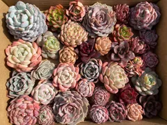 現品限り　超人気　大苗のランダムセット　35苗くらいの多肉カット苗　カラフル＆鮮やか！【佐川急便で発送予定】韓国苗　エケベリア　42