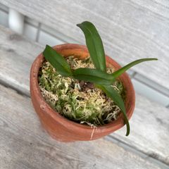 希少種】ナゴラン（名護蘭）沖縄県産 - メルカリ