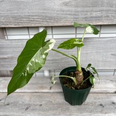 P. Flamenco（hillii x coronarium）TC ビカクシダ - メルカリ