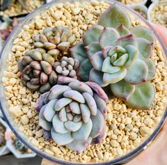 2026年最新】希少植物の人気アイテム - メルカリ