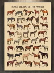 【ファブリックポスター】馬図鑑　布ポスター　馬術　乗馬　競馬　干支