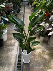 極美株 ディフェンバキア・月光 8.5号陶器化粧鉢（高さ70cm) 極美株 ディフェンバキア・月光 8.5号陶器化粧鉢（高さ70cm) - メルカリ