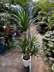 Rosa様確認お願いします。 ルクマ 大苗 接木苗 - メルカリ