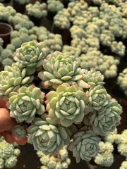 【12株の抜き苗セット】デレンベルギー　多肉植物　佐川急便発送　エケベリア　韓国苗　Z1575