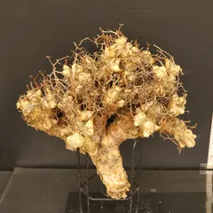 2026年最新】万物想の人気アイテム - メルカリ