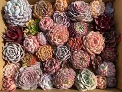 35株 カット苗 詰め合わせ 多肉植物 エケベリア サボテン 韓国苗