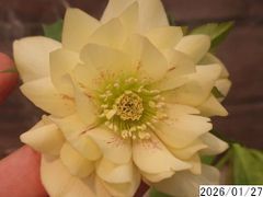 花1ガク0蕾2 開花株4号 吉田園芸生産 八重ダブル クリスマスローズ