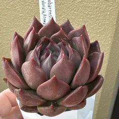 2026年最新】miya苗の人気アイテム - メルカリ