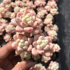 新発売　X507　  ピンクラウル　50苗セット　根付き　多肉植物　エケベリア　韓国苗　サボテン　詰め合わせ　寄せ植え