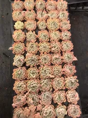 新発売　X508　ムーンシェッド　50苗セット　土と根付き　多肉植物　エケベリア　韓国苗　サボテン　詰め合わせ　寄せ植え