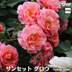 バラ 台木 20本セット《国産Aグレード品》ノイバラ 切り接ぎ用台木