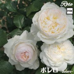 バラ 台木 20本セット《国産Aグレード品》ノイバラ 切り接ぎ用台木