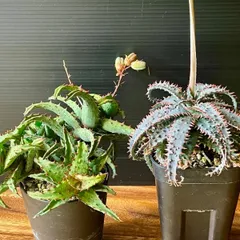 2026年最新】カスティロニアエの人気アイテム - メルカリ