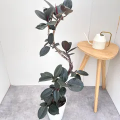 2026年最新】フィカスバーガンディの人気アイテム - メルカリ