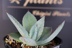 2026年最新】アガベ パリーパリーの人気アイテム - メルカリ