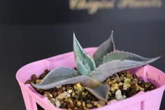 アガベ モンタナ ケースごと メルカリ便 2026年最新】アガベ モンタナの人気アイテム - メルカリ