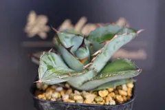 2026年最新】アガベ チタノタブルーの人気アイテム - メルカリ