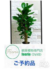 フィカスベンガレンシス⭐️太幹2本立ち　観葉植物