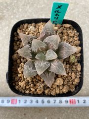 多肉植物 ハオルチア マンタ 葉挿し - メルカリ