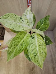 2026年最新】レア植物アグラオネマの人気アイテム - メルカリ