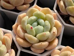 【32鉢の土鉢付きセット】純愛　多肉植物　佐川急便発送　エケベリア　韓国苗　Z2989