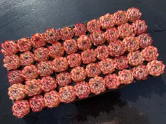 新発売　Z2979　チワワ　50苗セット　土と根付き　多肉植物　エケベリア　韓国苗　サボテン　詰め合わせ　寄せ植え