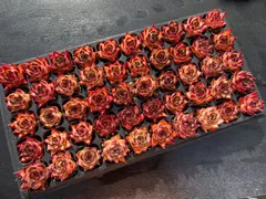 新発売　Z2982　黒檀エボニー　50苗セット　土と根付き　多肉植物　エケベリア　韓国苗　サボテン　詰め合わせ　寄せ植え