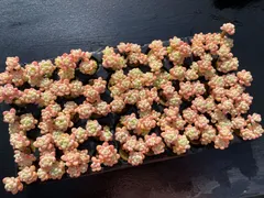 新発売　Z2983　ラウル　50苗セット　根付き　多肉植物　エケベリア　韓国苗　サボテン　詰め合わせ　寄せ植え