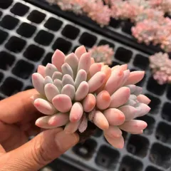 新発売　X509　オレンジ美人　72苗セット　土と根付き　多肉植物　エケベリア　韓国苗　サボテン　詰め合わせ　寄せ植え