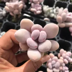 新発売　X510　オレンジスノーボール　72苗セット　土と根付き　多肉植物　エケベリア　韓国苗　サボテン　詰め合わせ　寄せ植え