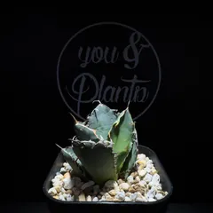 2026年最新】アガベ豆豆龍の人気アイテム - メルカリ