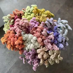 スターチス　ニュアンス系お任せmix 40→50本　切花