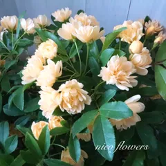 トゲなし♡八重咲き♡モッコウバラ♡黄色♡鉢ごと♡